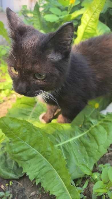 Отдам котёнка в добрые руки