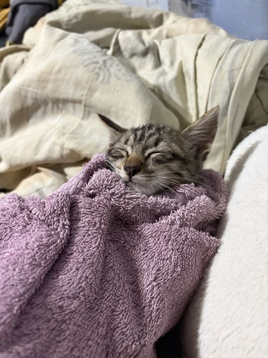Отдам котенка в хорошие руки
