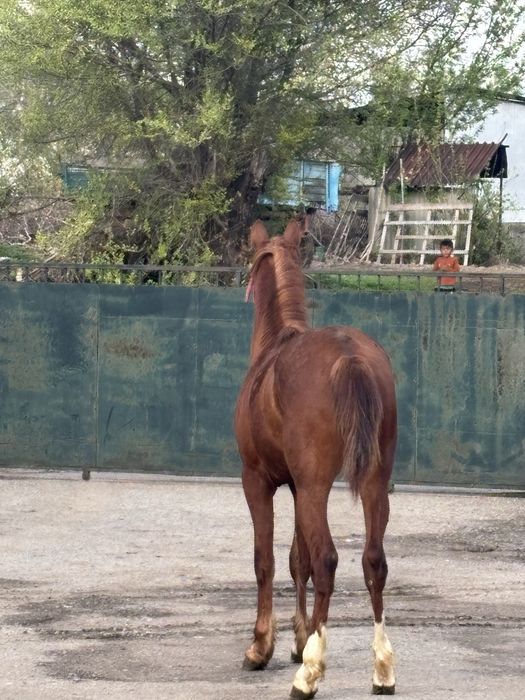 Ассалаумағалейкум осы құнан сатылады