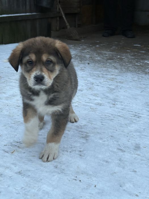 Donez catelusi de talie mare suberbi . Seriozitate