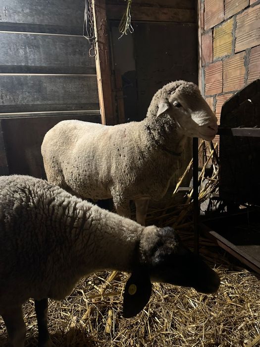 Овен / коч местна порода