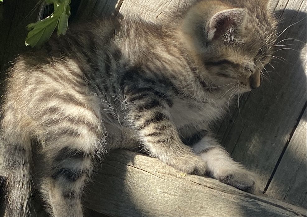 Отдам  шотландских котят