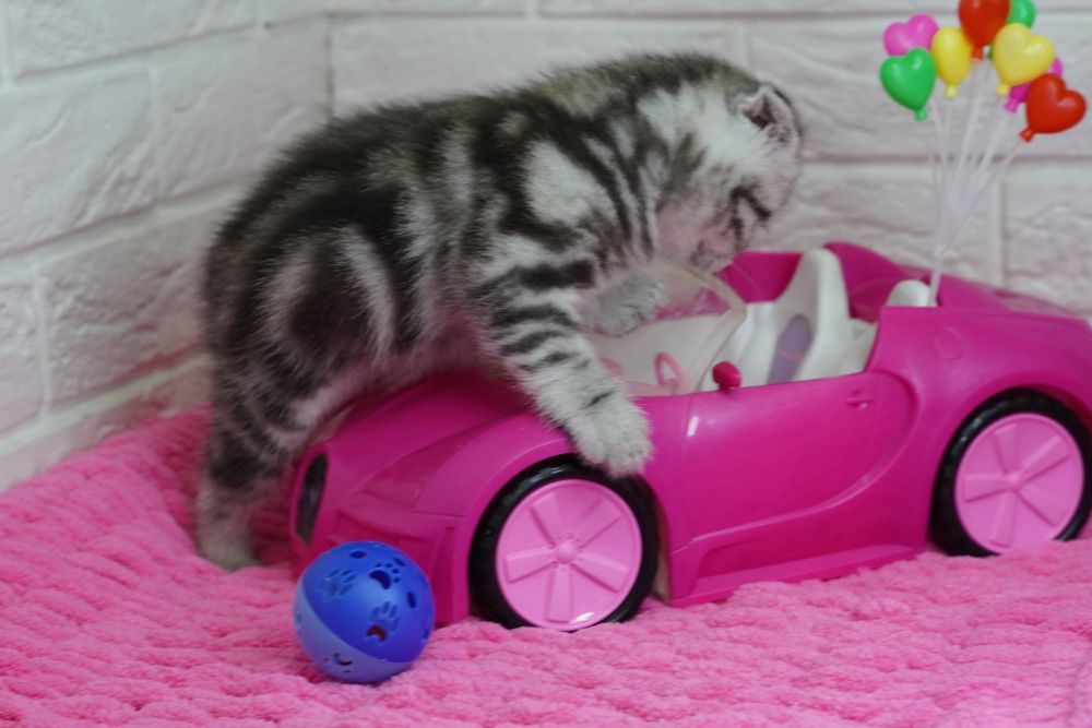 Вислоухие котята