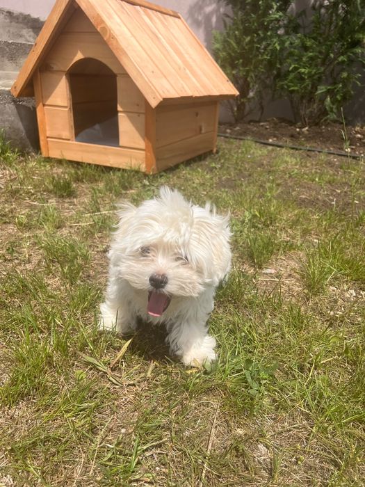 Vand bichon , talie mica