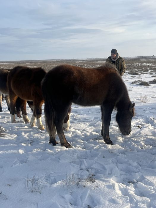 Ұрғашы Тайлар сатылады