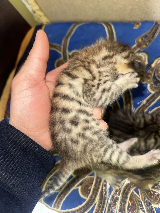 Mushuk bengal biritaniski bolachalari