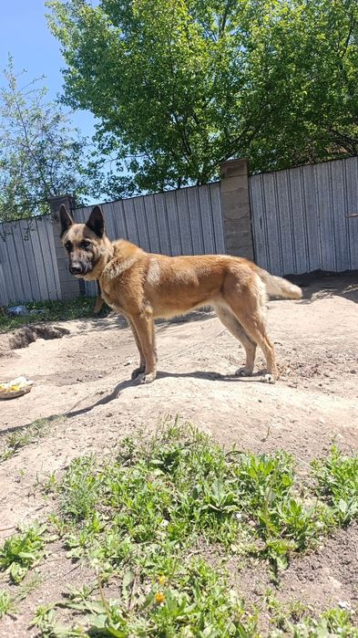 Бельгийская овчарка малинуа