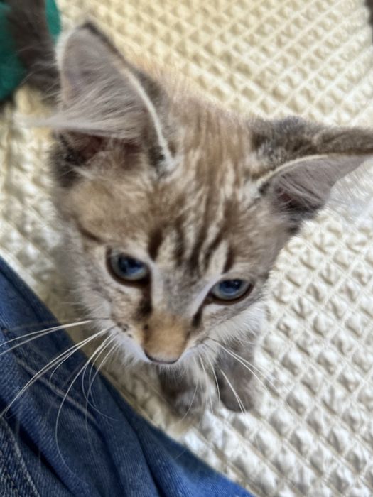 Котенок ласковая