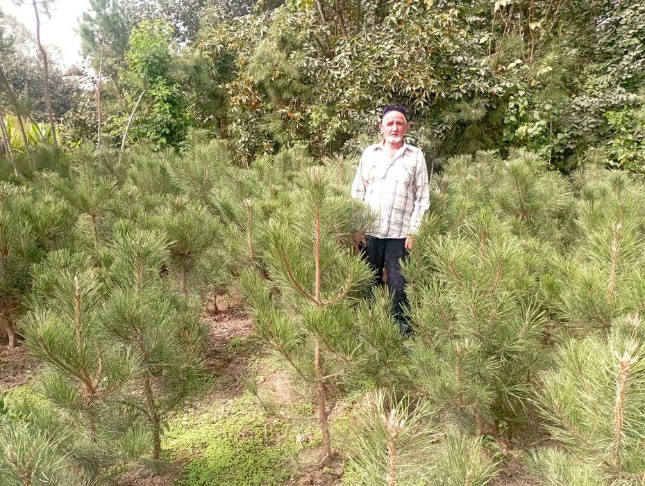 Qirim archa sotiladi