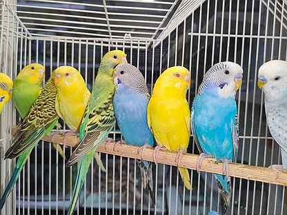 Продам папугаев волнистые