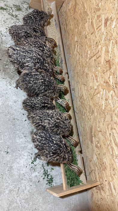 Pui de struț o lună, linie genetică bună.