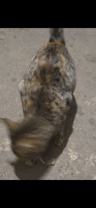 Donez pisici vârsta 5 luni