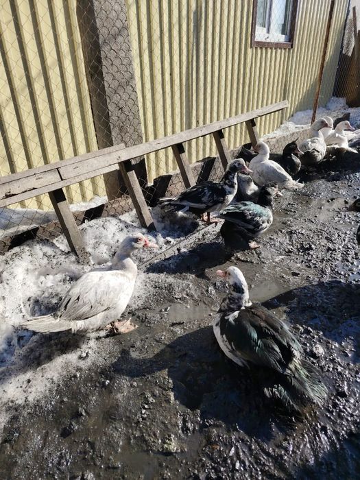 Продам индоуток.