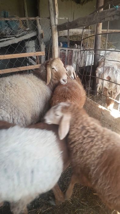 Арашан кучкор сотилади