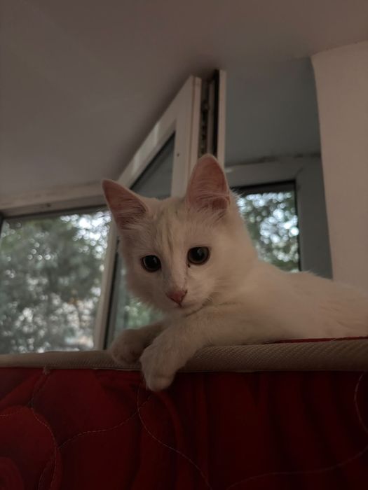 Белый котик в добрые руки