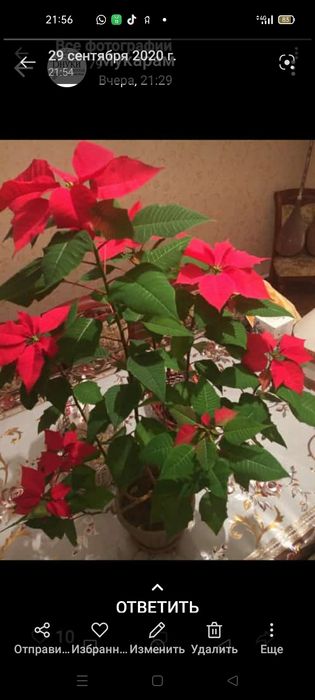 Продаются комнатные цветы