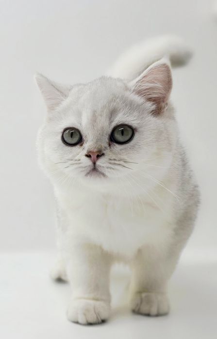 Котик  БриТансКий сереБро шинШилла