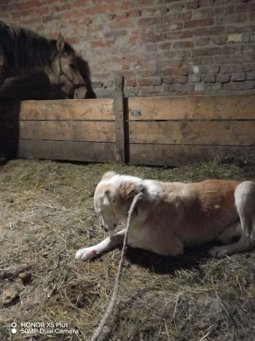 Каншык тазы сатылады