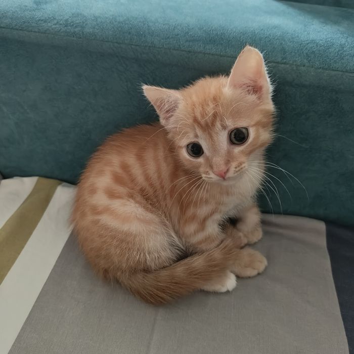 Котёнок 3 месяца