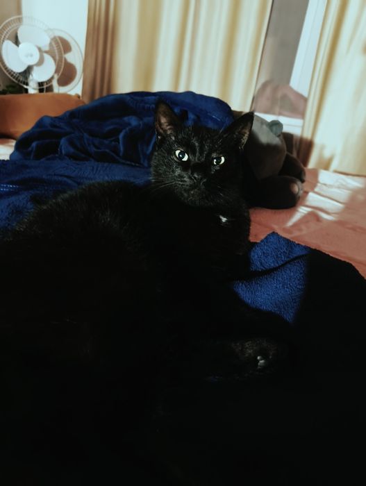 Пропала кошка Соня