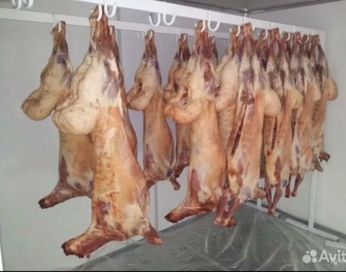 Кой сойямыз режим баранов