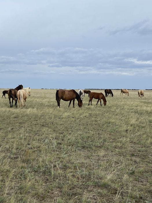 Продам косяк лошодей