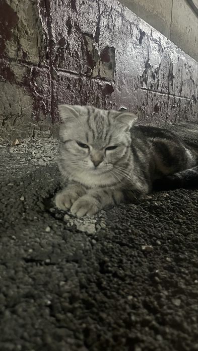 Шотландский вислоухий