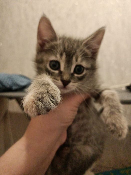 Отдам в добрые руки котенка