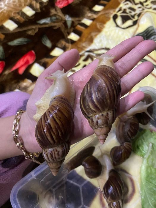 Ulitkalar 12 sm 15 smdan