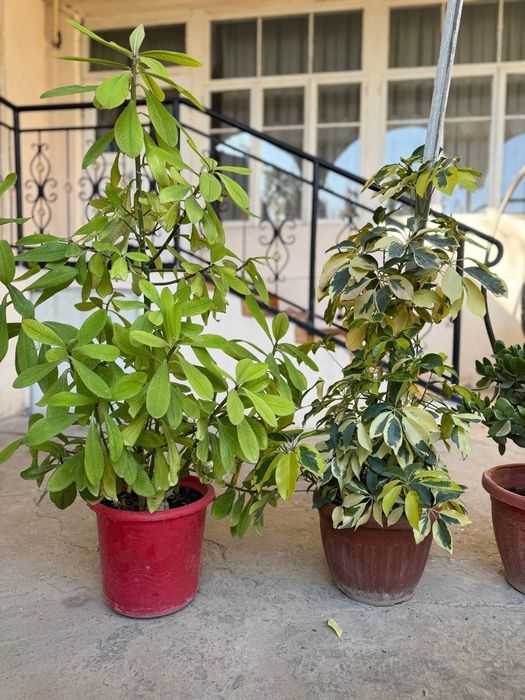 Xonaki gullar. Uy va ofislar uchun