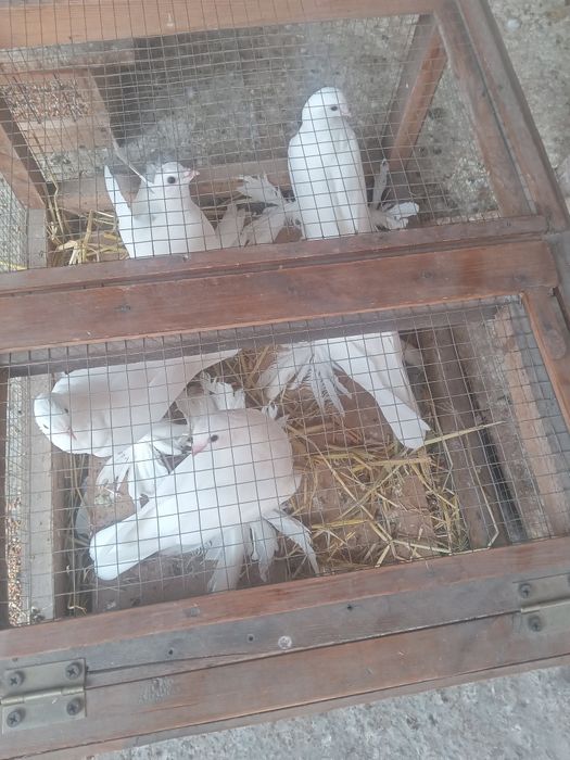 Продам белых,лётных голубей