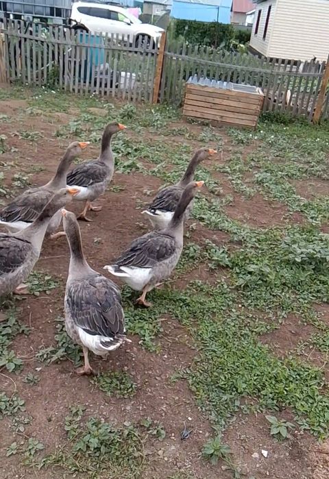 Гусь гусь гусь гусь
