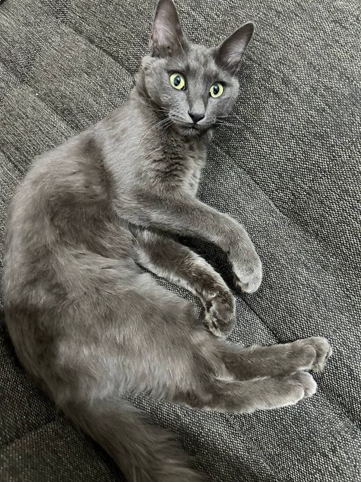 Mushik sotiladi erkak