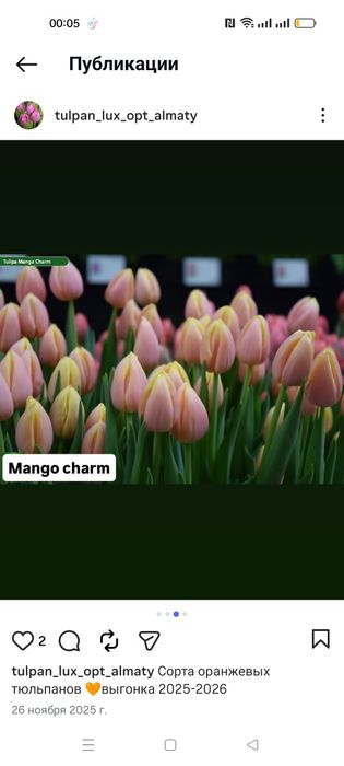 Тюльпаны большой выбор