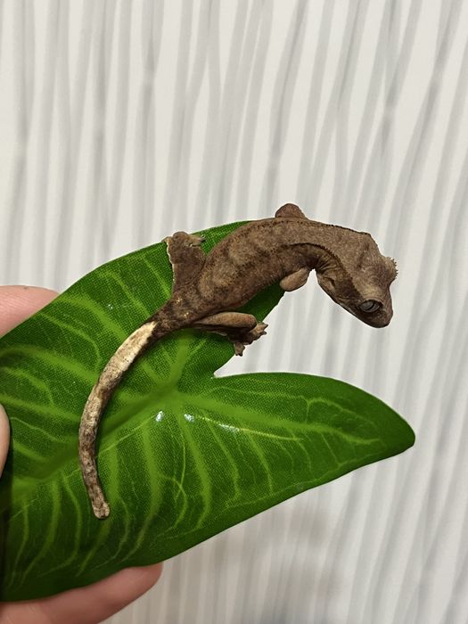 Малыши бананоеды(бананоед,бананоеды,геккон)