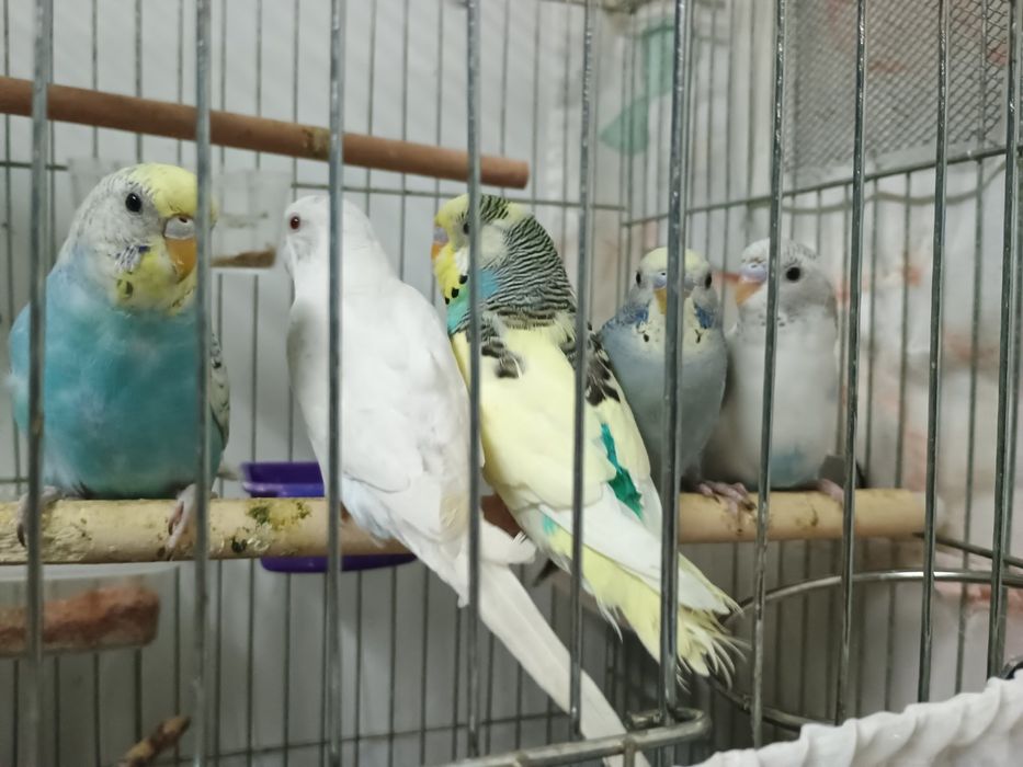 Ръчно хранени социални вълнисти папагали.