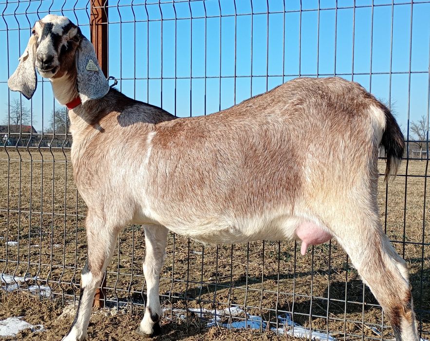 Anglonubiana la prima fătare