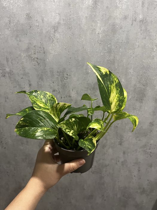 Филодендрон белая принцесса, эпипремнум