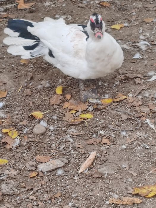 Vând 3 rățoi crescuți bio
