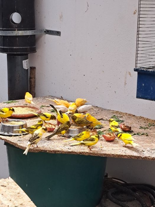 Vind canari,   zebrute australiene,agaporni și  turturele