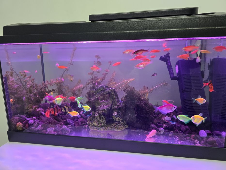 Acvariu 60L + accesorii+pesti