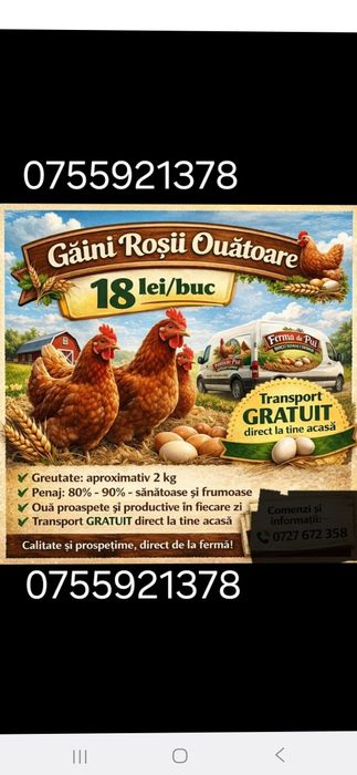 Pui si gaini transport gratuit  20 lei