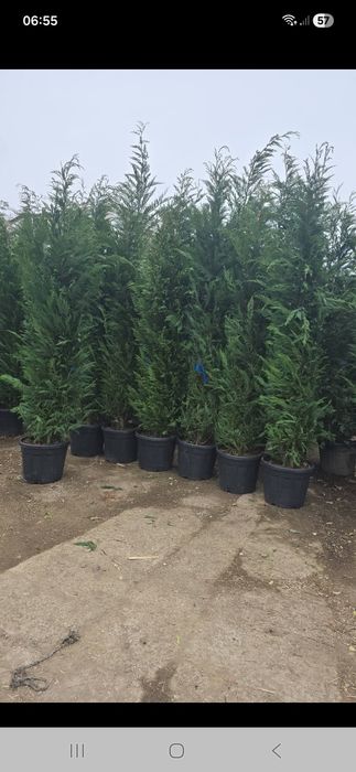 Magnoli arțar japonez mesteacăn