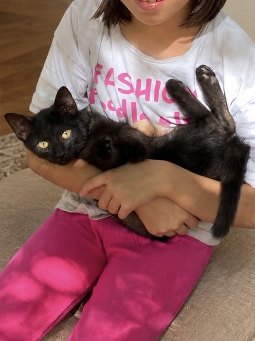 Ласковый котенок мальчик