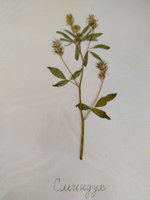 Ученически хербарии 3-7 клас, 17 стр. РЪЧНА декорация