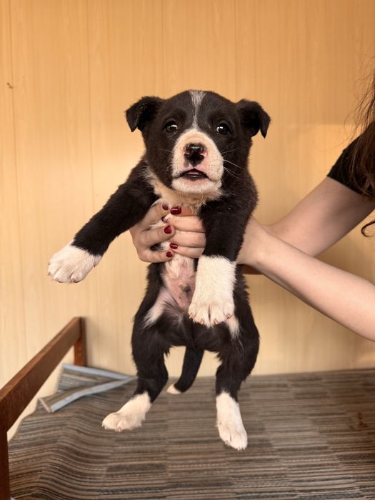 Крупные щенки в добрые руки.