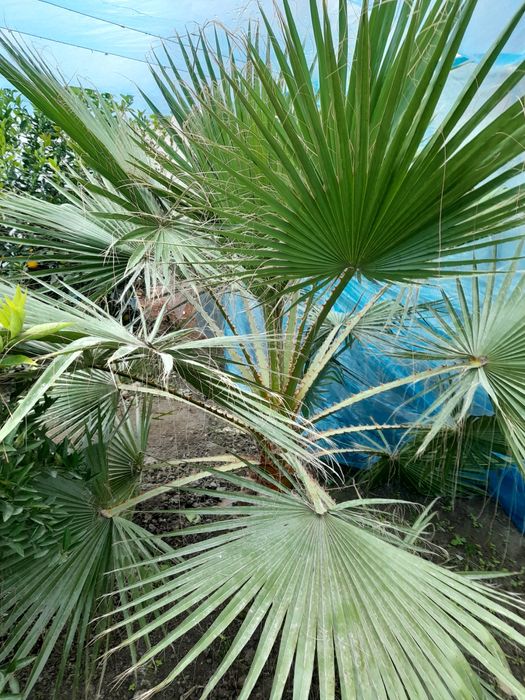 Палма сотилади буйи йкин 2 м