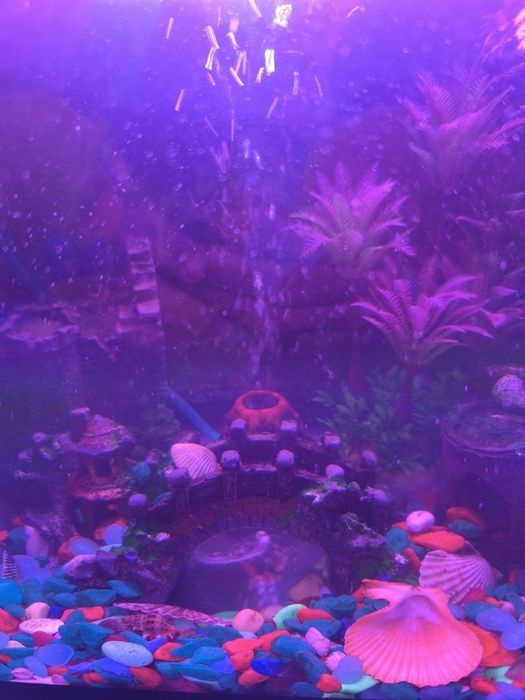 Аквариум для рыбы