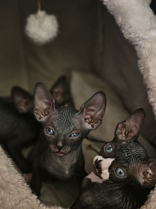 Сфинкс котята продам