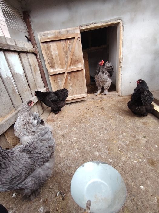 Ouă de brahma de la păsările din poze